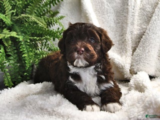 Portuguese Water Dog dogs Dime - Ad 13