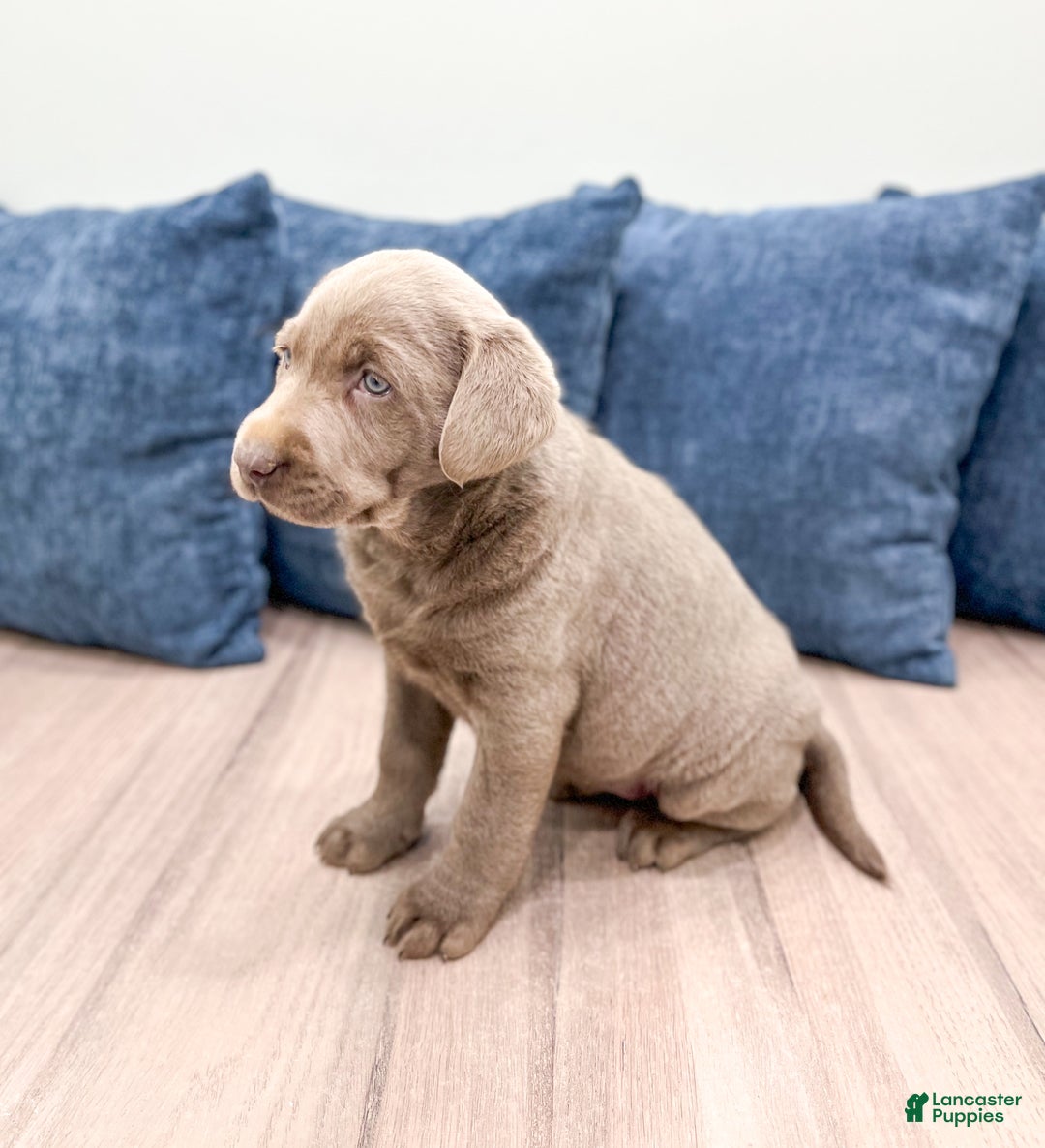 Labrador Retriever dogs for sale: Stormy - Ad 4