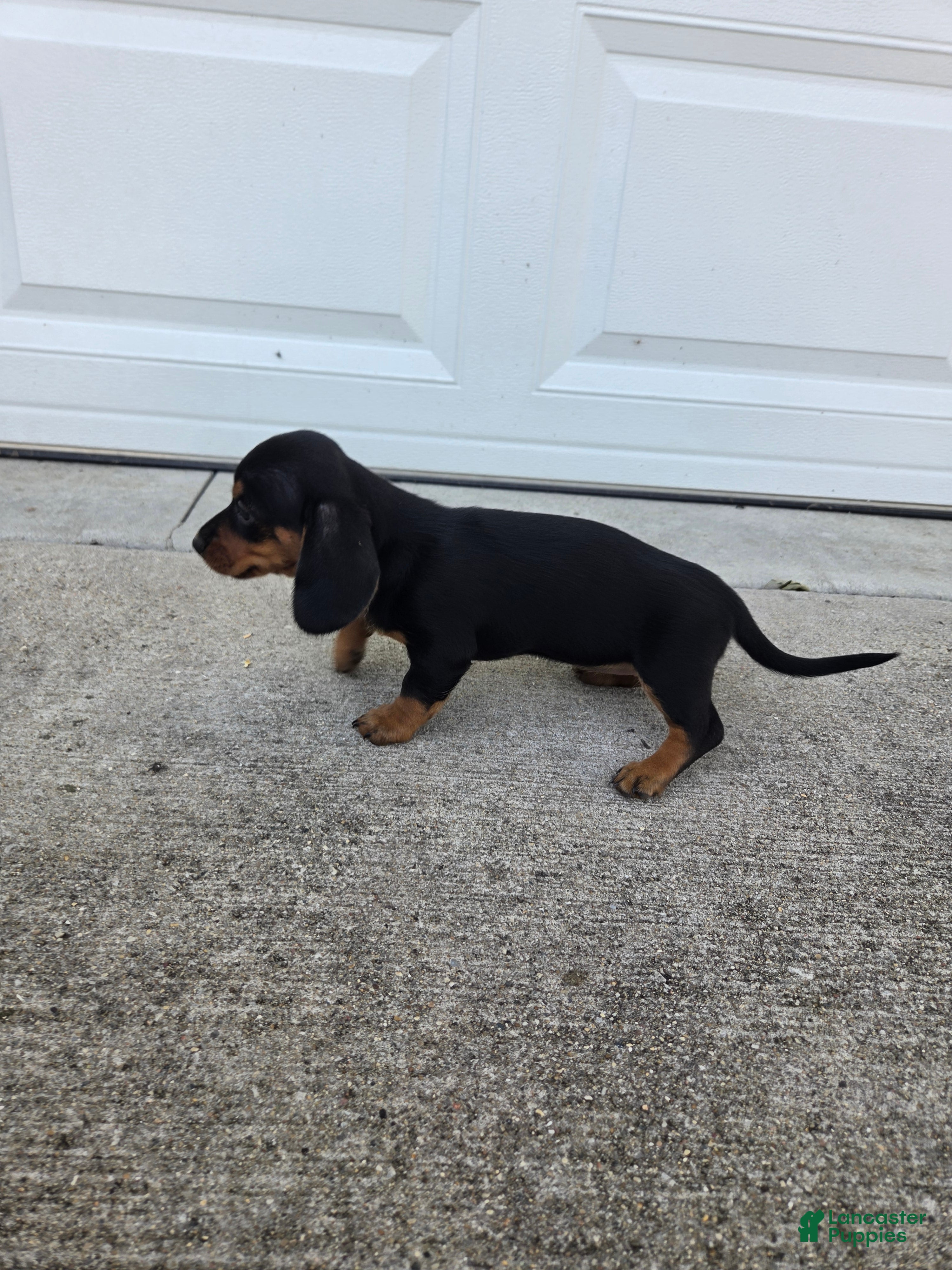 Dachshund dogs Hazel - Ad 2