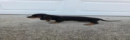 Dachshund dogs for sale: Hazel - Ad 2