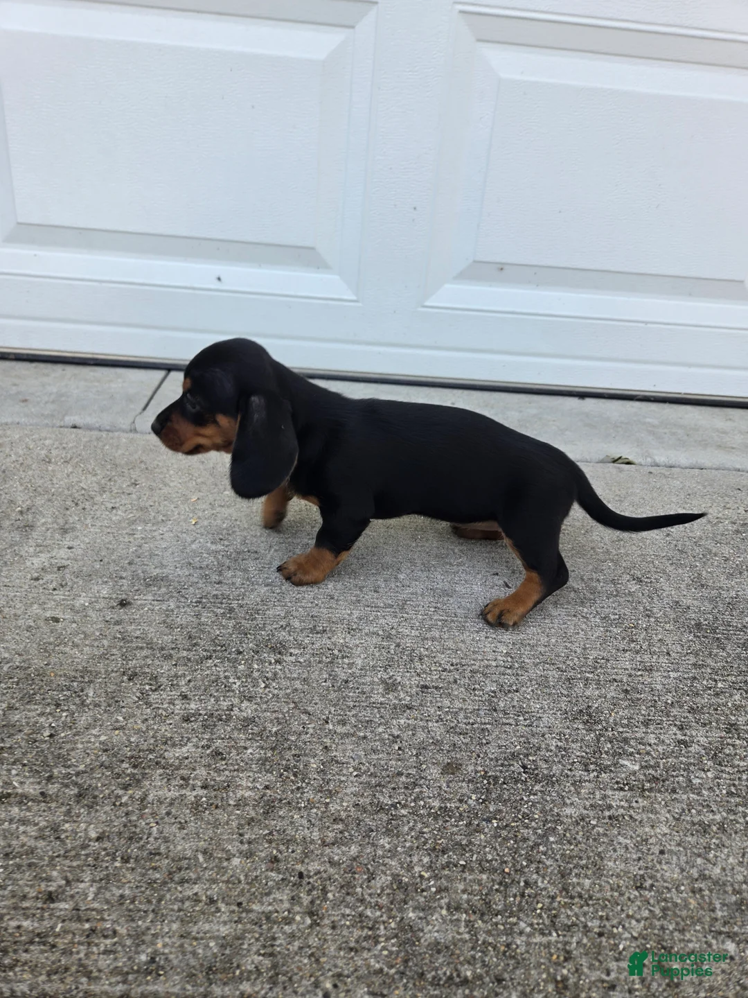 Dachshund dogs for sale: Hazel - Ad 2