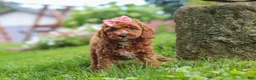 Cavapoo dogs for sale: Elowyn - Ad 6