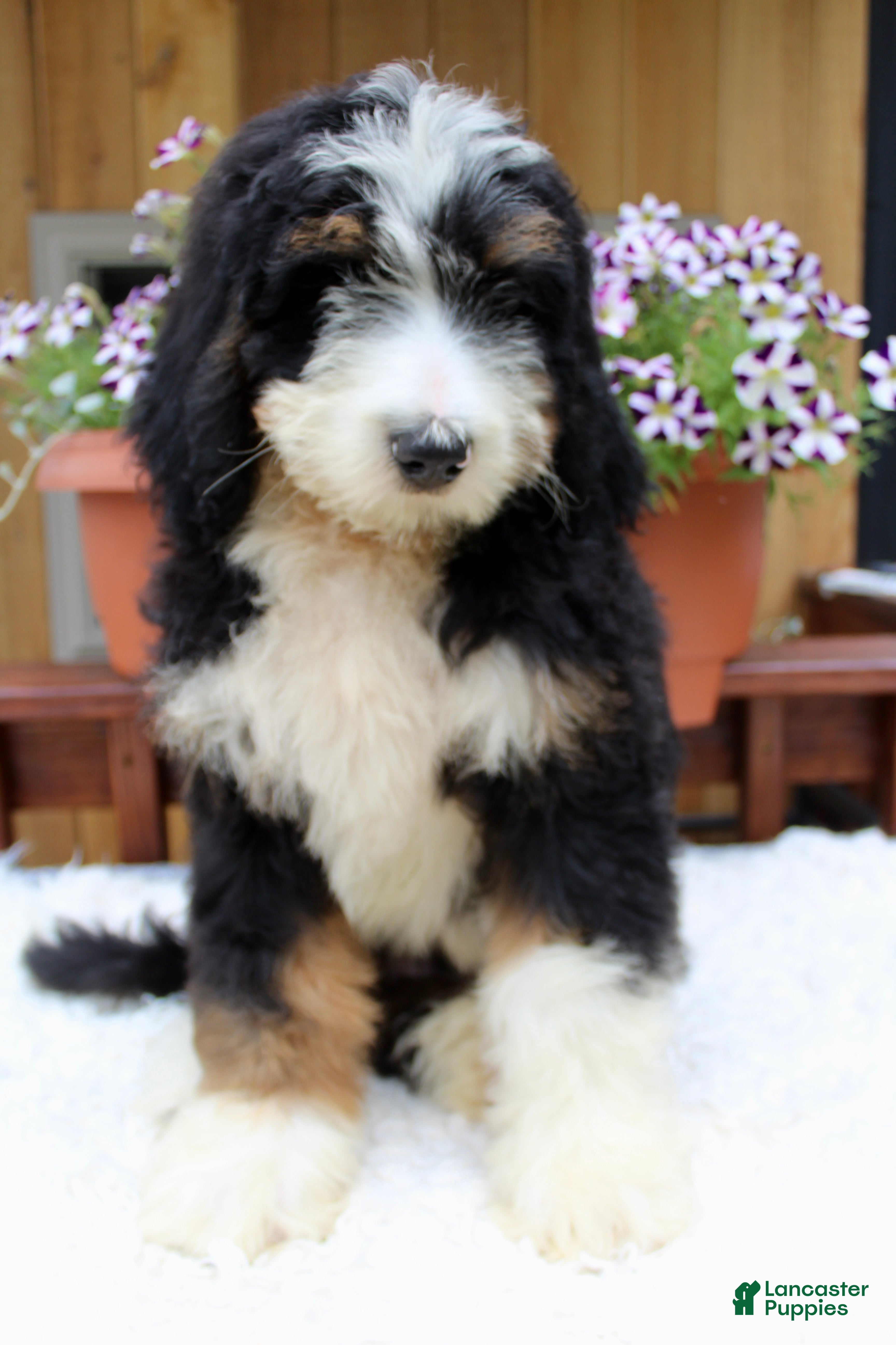 Bernedoodle dogs Matteo - Ad 2