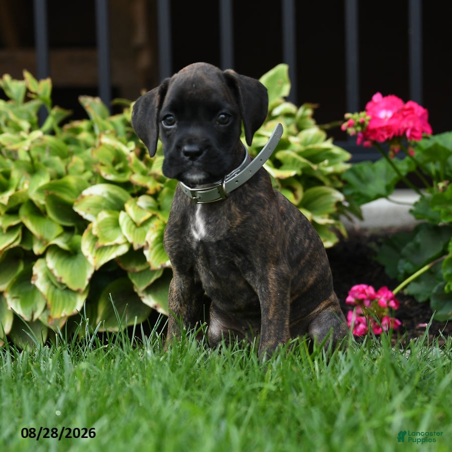 Boxer dogs Zoey - Ad 2