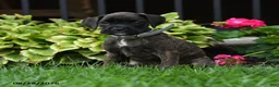 Boxer dogs for sale: Zoey - Ad 2