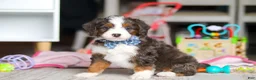 Mini Bernedoodle dogs for sale: Rubble - Ad 3