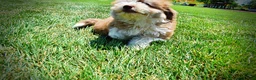 Havapoo dogs for sale: Doodles - Ad 13