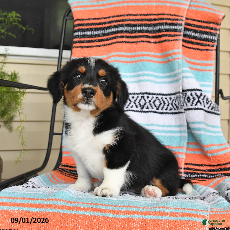 Mixed Breed dogs Trixie - Ad 1