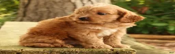 Cavapoo dogs for sale: Seth - Ad 6