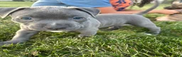 Mixed Breed dogs for sale: Blue male - Ad 2