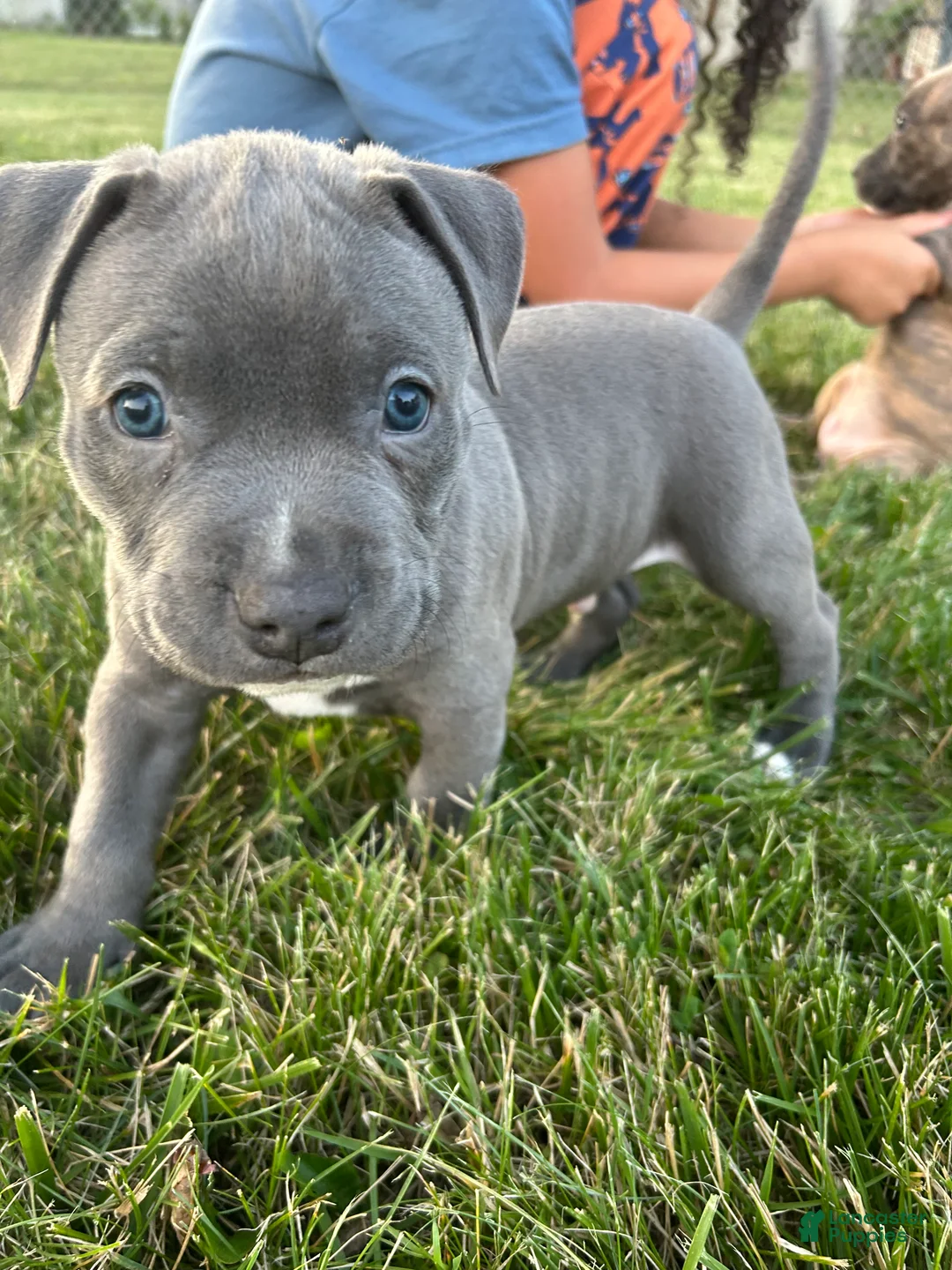 Mixed Breed dogs for sale: Blue male - Ad 2