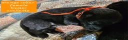 German Shepherd dogs for sale: Orange collar - Ad 3