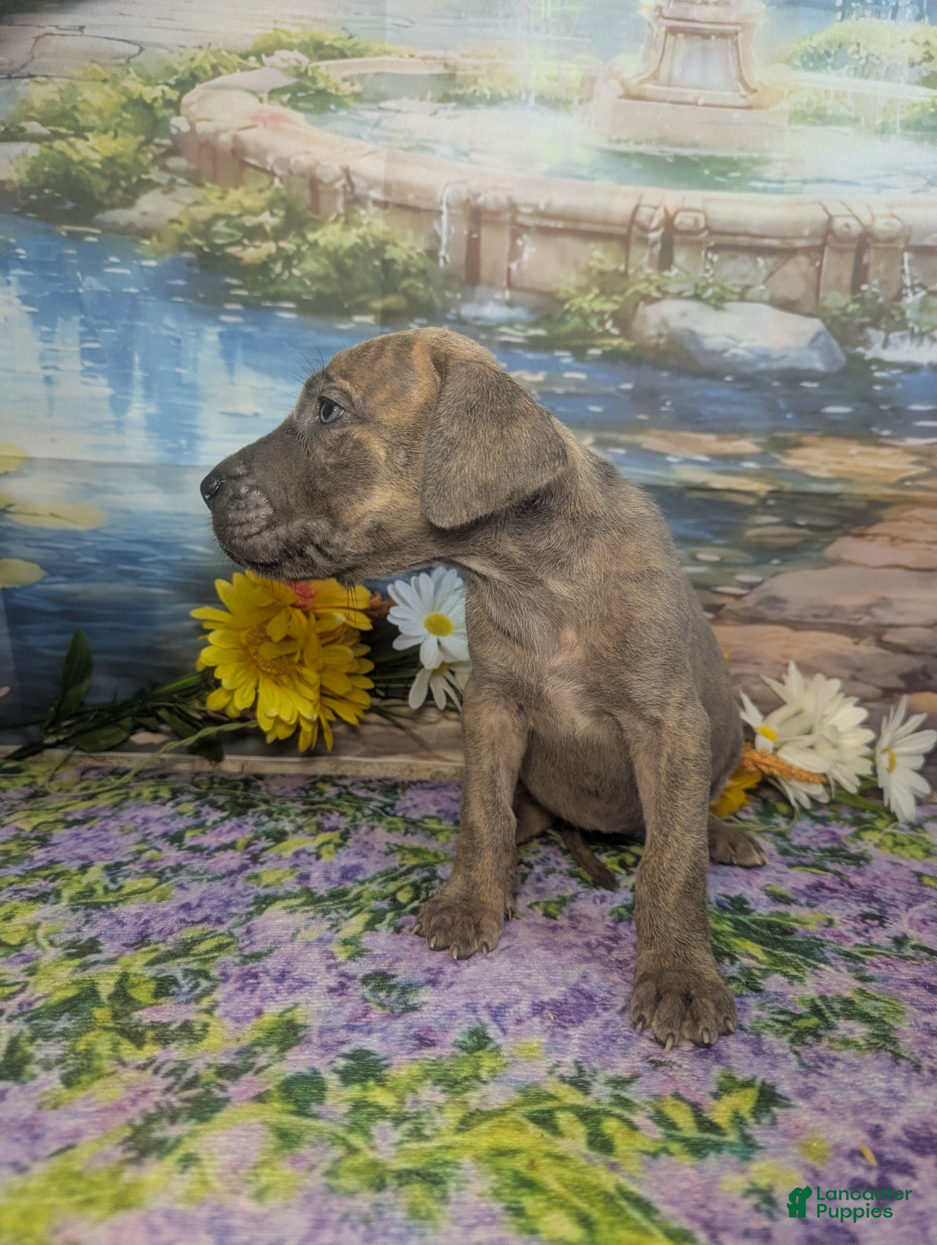 Great Dane dogs Belle Blue Brindle Female - Ad 2