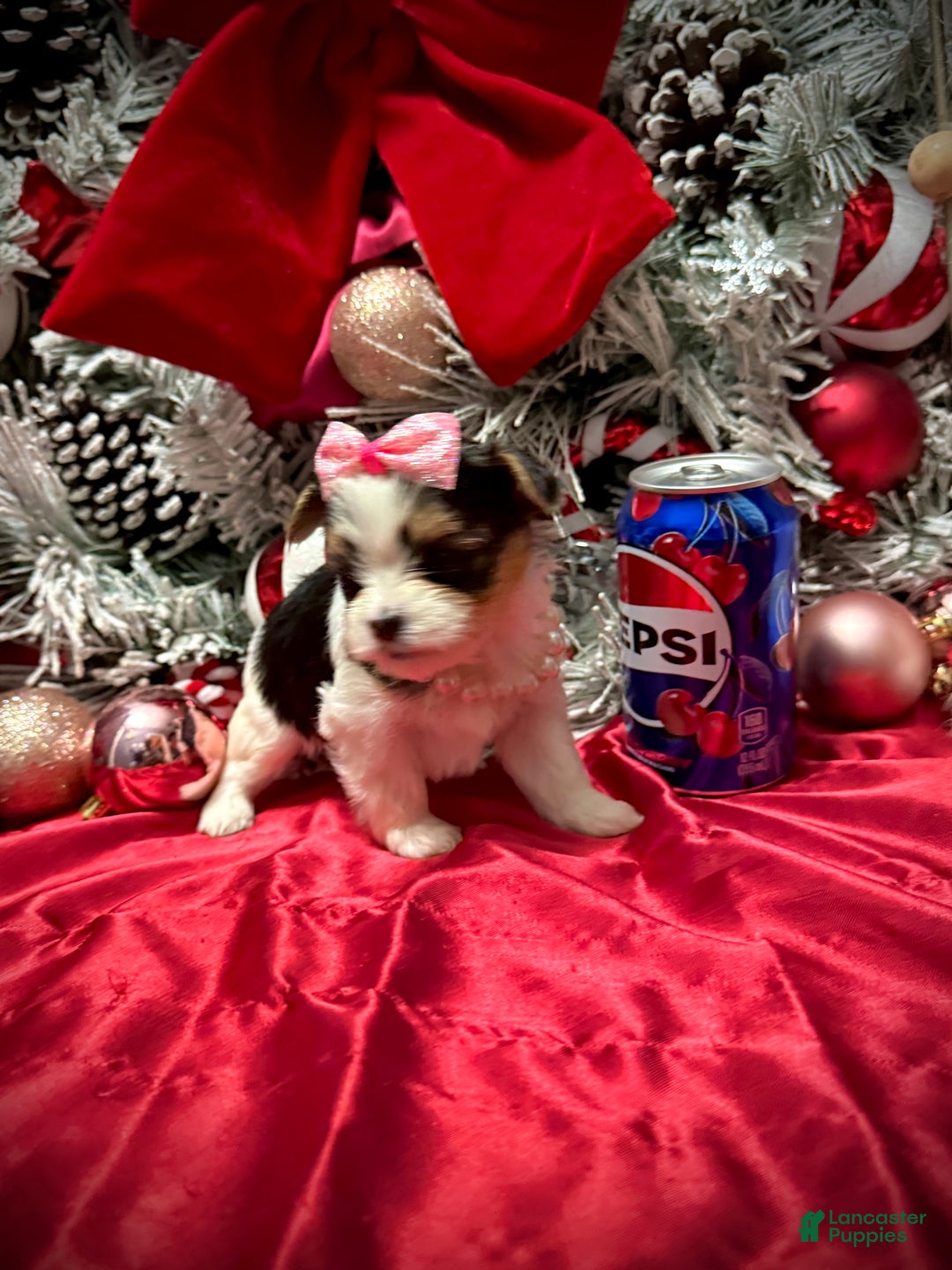 Yorkshire Terrier dogs for sale: Dot - Ad 4