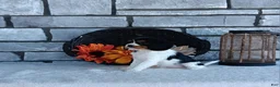 Cavalier King Charles Spaniel dogs for sale: Carmel  - Ad 3