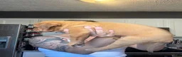 Dogue De Bordeaux dogs for sale: Dogue De Bordeaux Puppy 5 - Ad 40