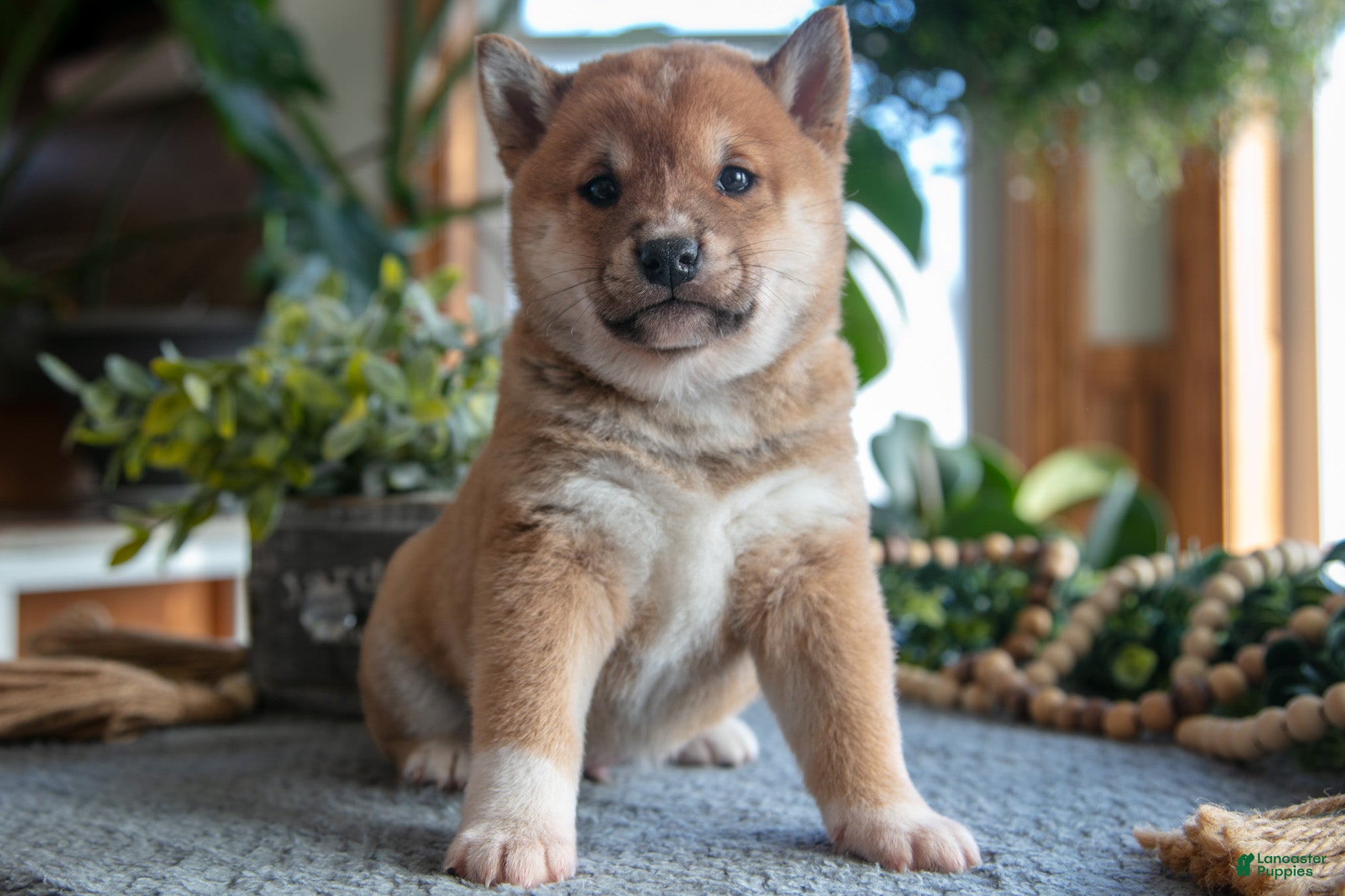 Shiba Inu dogs Smokey - Ad 22