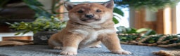 Shiba Inu dogs for sale: Smokey - Ad 1