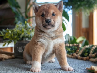 Shiba Inu dogs Smokey - Ad 22