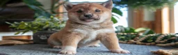 Shiba Inu dogs for sale: Smokey - Ad 1