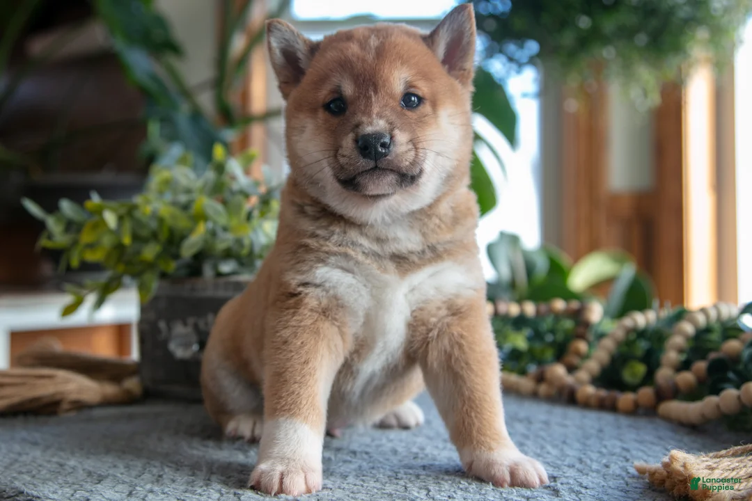 Shiba Inu dogs for sale: Smokey - Ad 1