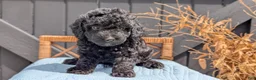 Havapoo dogs for sale: Mason - Ad 7