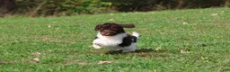 Mini Bernedoodle dogs for sale: Coffee And Cream - Ad 3