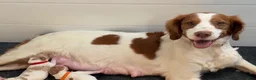 Brittany Spaniel dogs for sale: Brittany Spaniel 3 - Ad 3