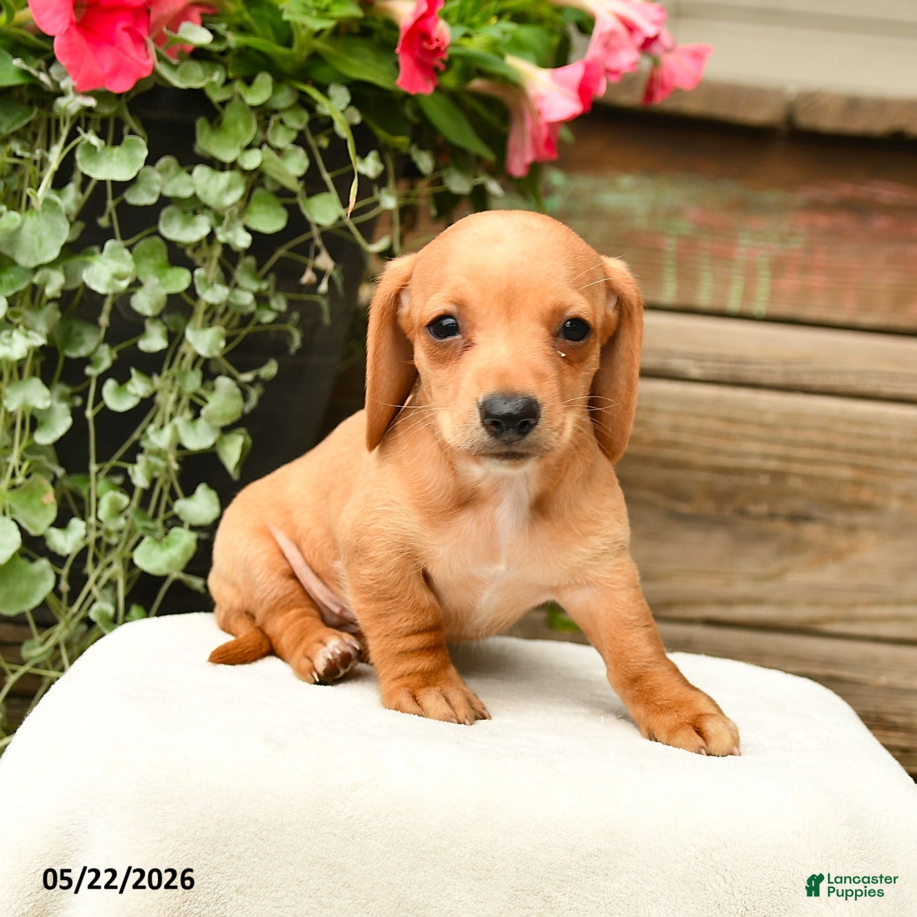 Dachshund dogs Shantelle - Ad 2