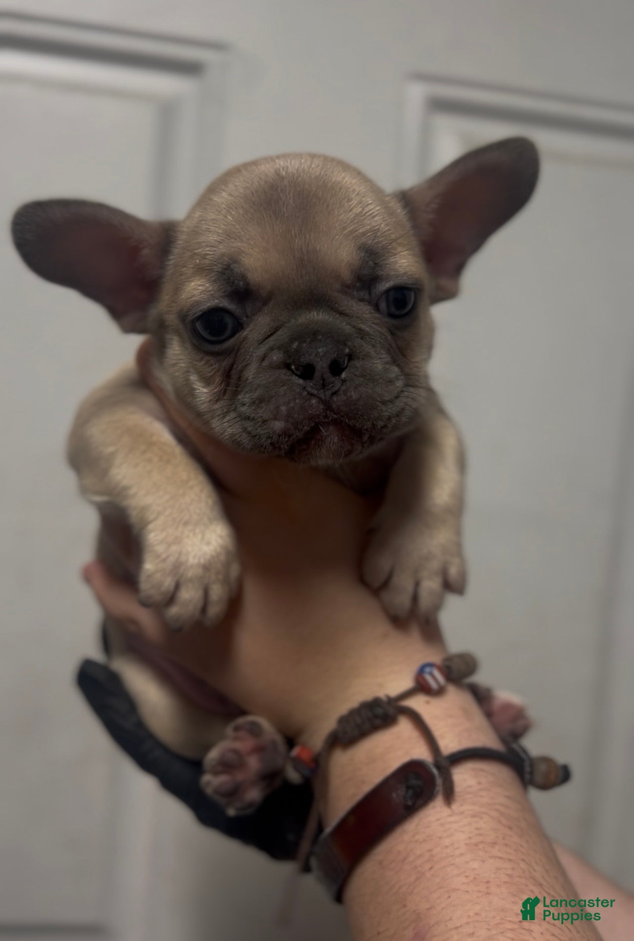 French Bulldog dogs French Bulldog Puppy 5 - Ad 34