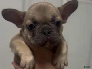 French Bulldog dogs French Bulldog Puppy 5 - Ad 34