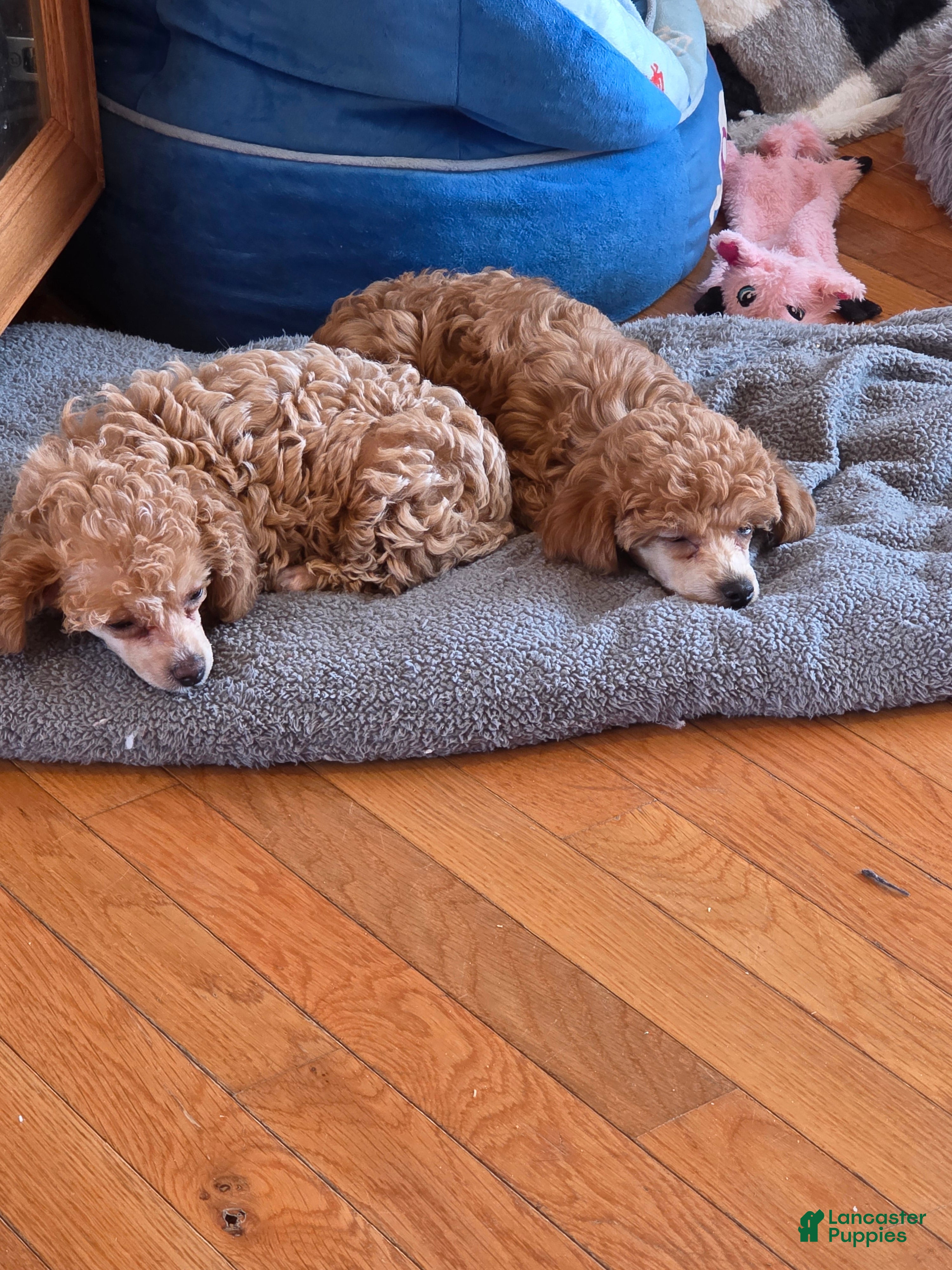 Toy Poodle dogs Toy Poodle Puppy 1 - Ad 1