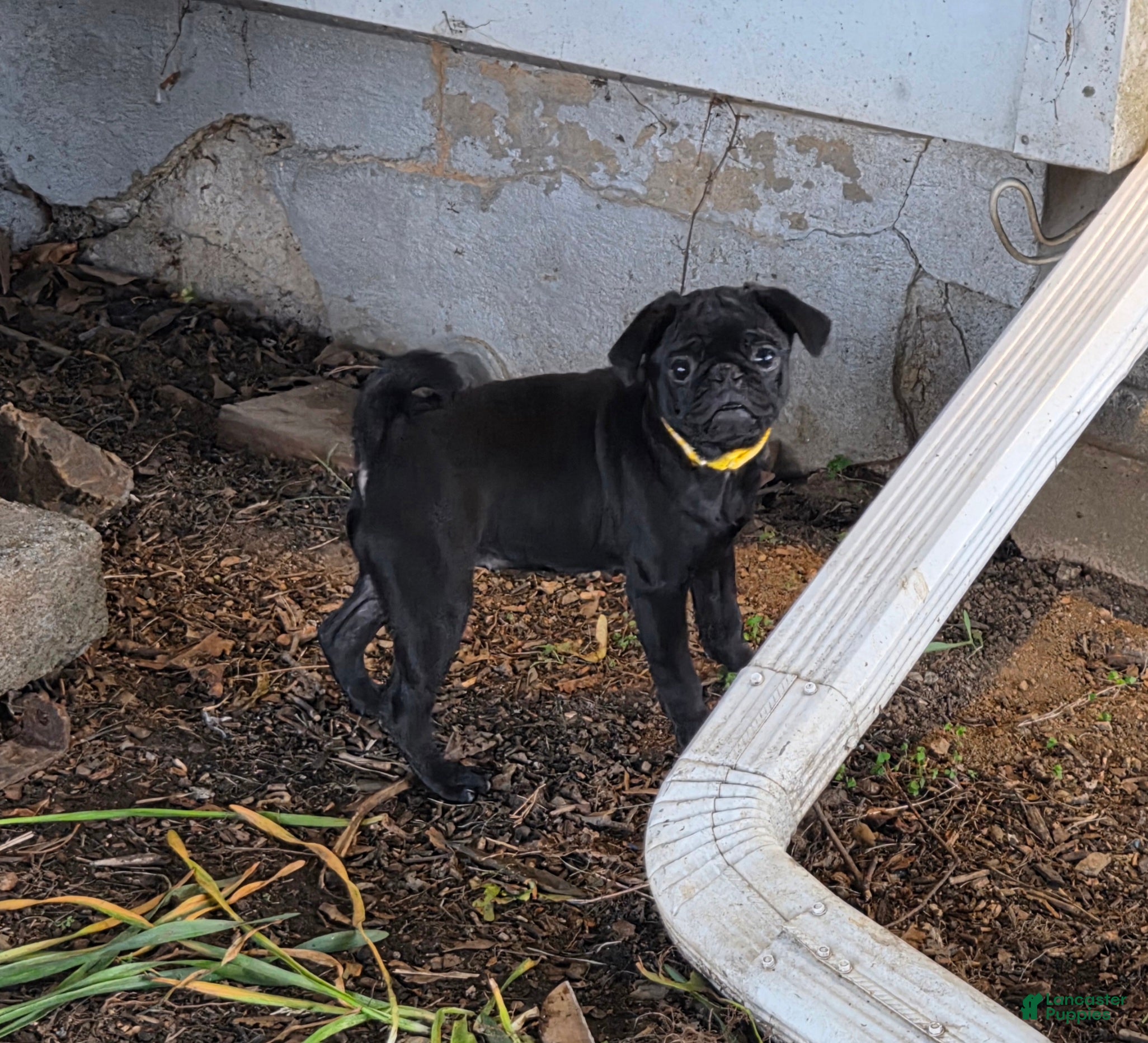 Pug dogs Chloe  - Ad 2