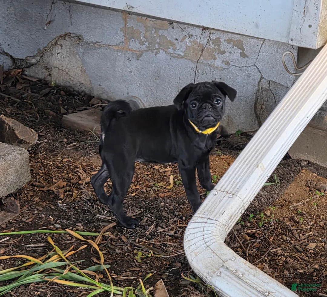 Pug dogs for sale: Chloe  - Ad 2