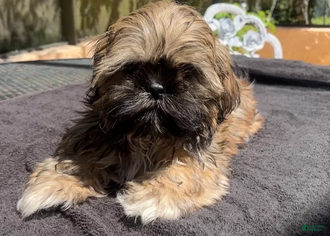 Shih Tzu dogs for sale: Tucker - Ad 2