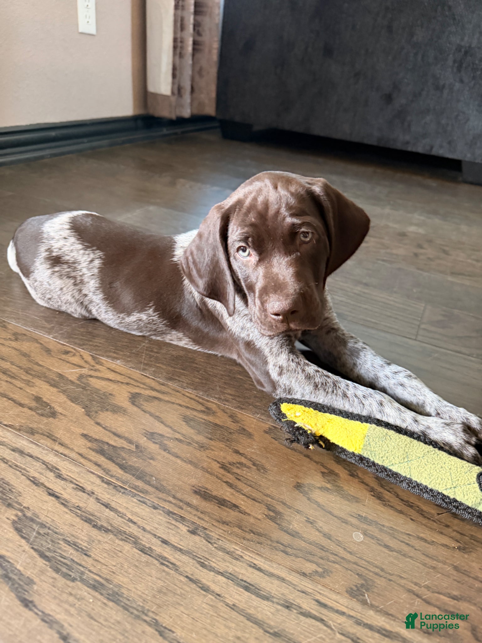 German Shorthaired Pointer dogs German Shorthaired Pointer Puppy 1 - Ad 1