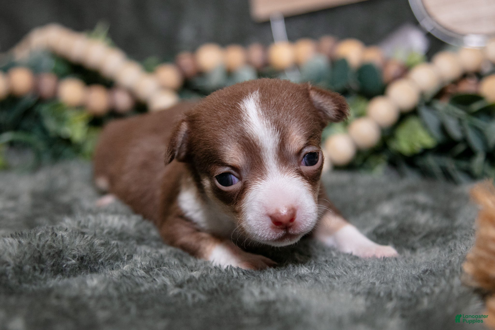 Chihuahua dogs Nutella - Ad 2