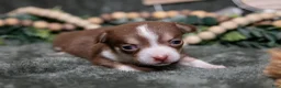 Chihuahua dogs for sale: Nutella - Ad 2
