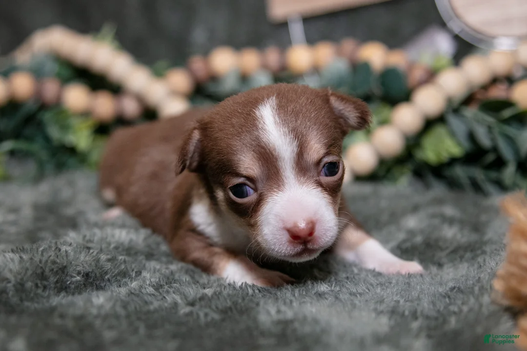 Chihuahua dogs for sale: Nutella - Ad 2