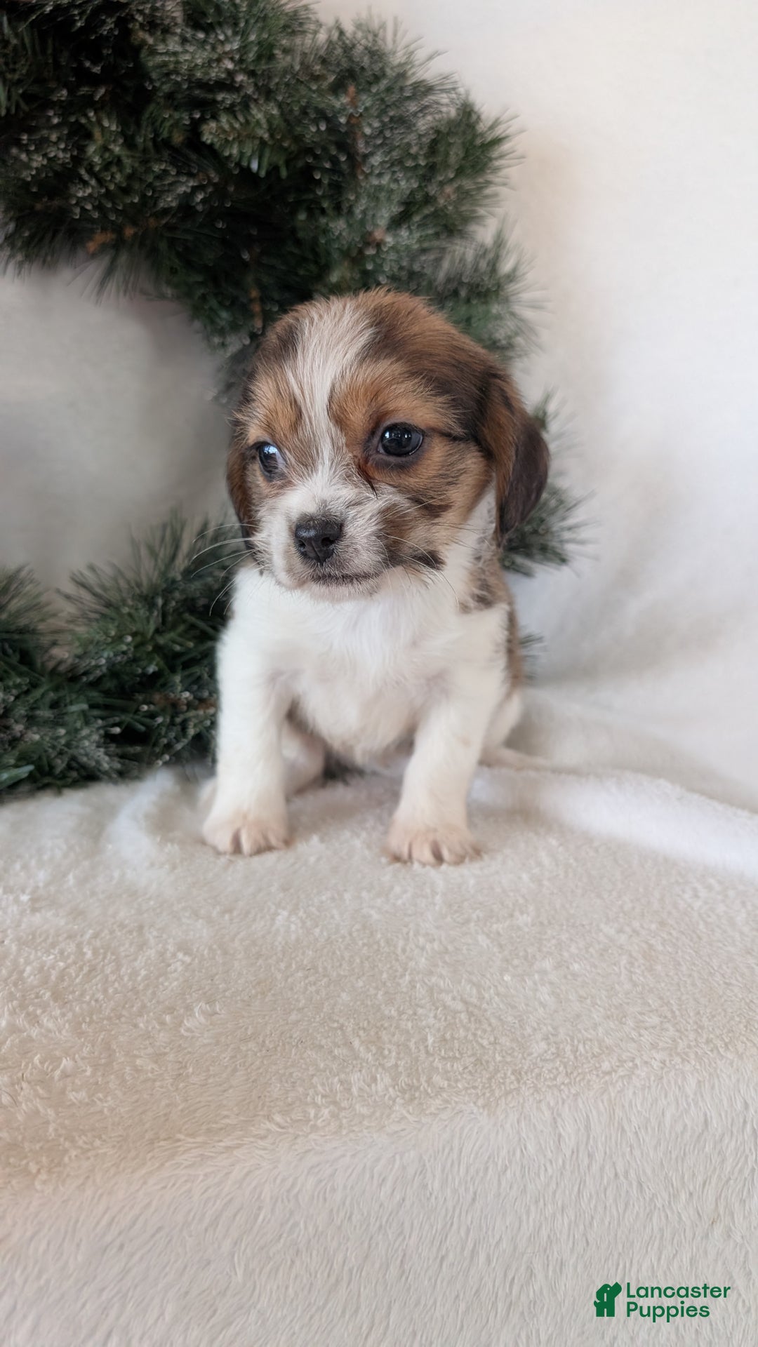 Mixed Breed dogs for sale: Mia  - Ad 2