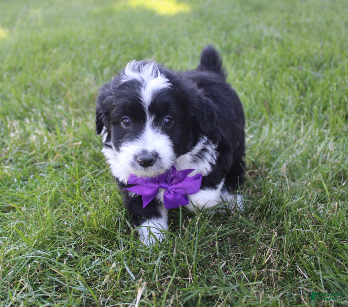 Mini Aussiedoodle dogs for sale: Jackson 💎 - Ad 4
