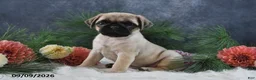 Pug dogs for sale: Nellie - Ad 3