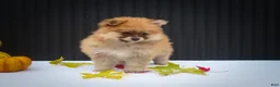 Pomeranian dogs for sale: Milly🩷  - Ad 6