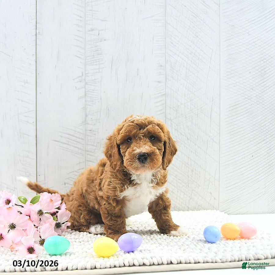 Mini Goldendoodle dogs Jamin - Ad 2