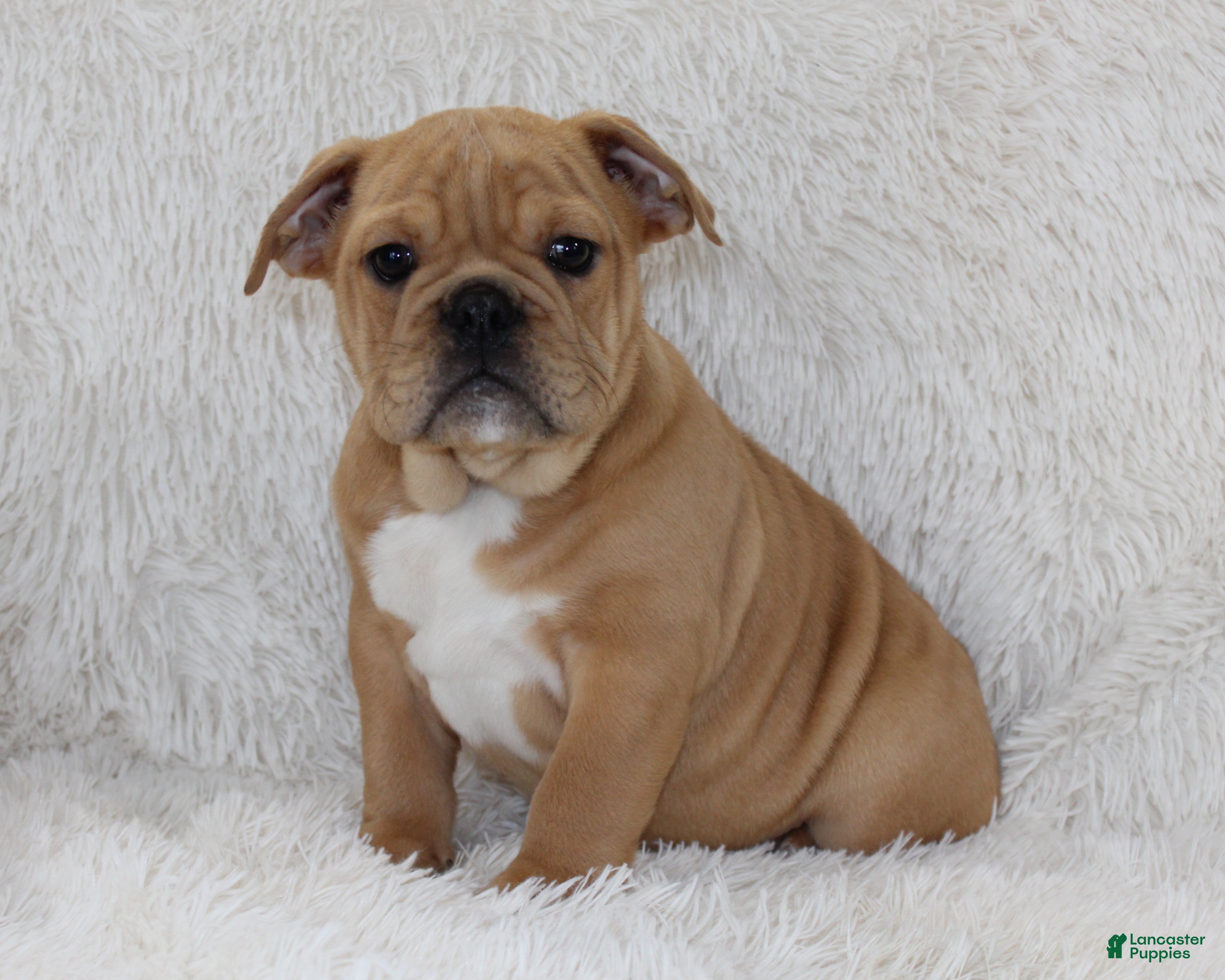 English Bulldog dogs Polo - Ad 31