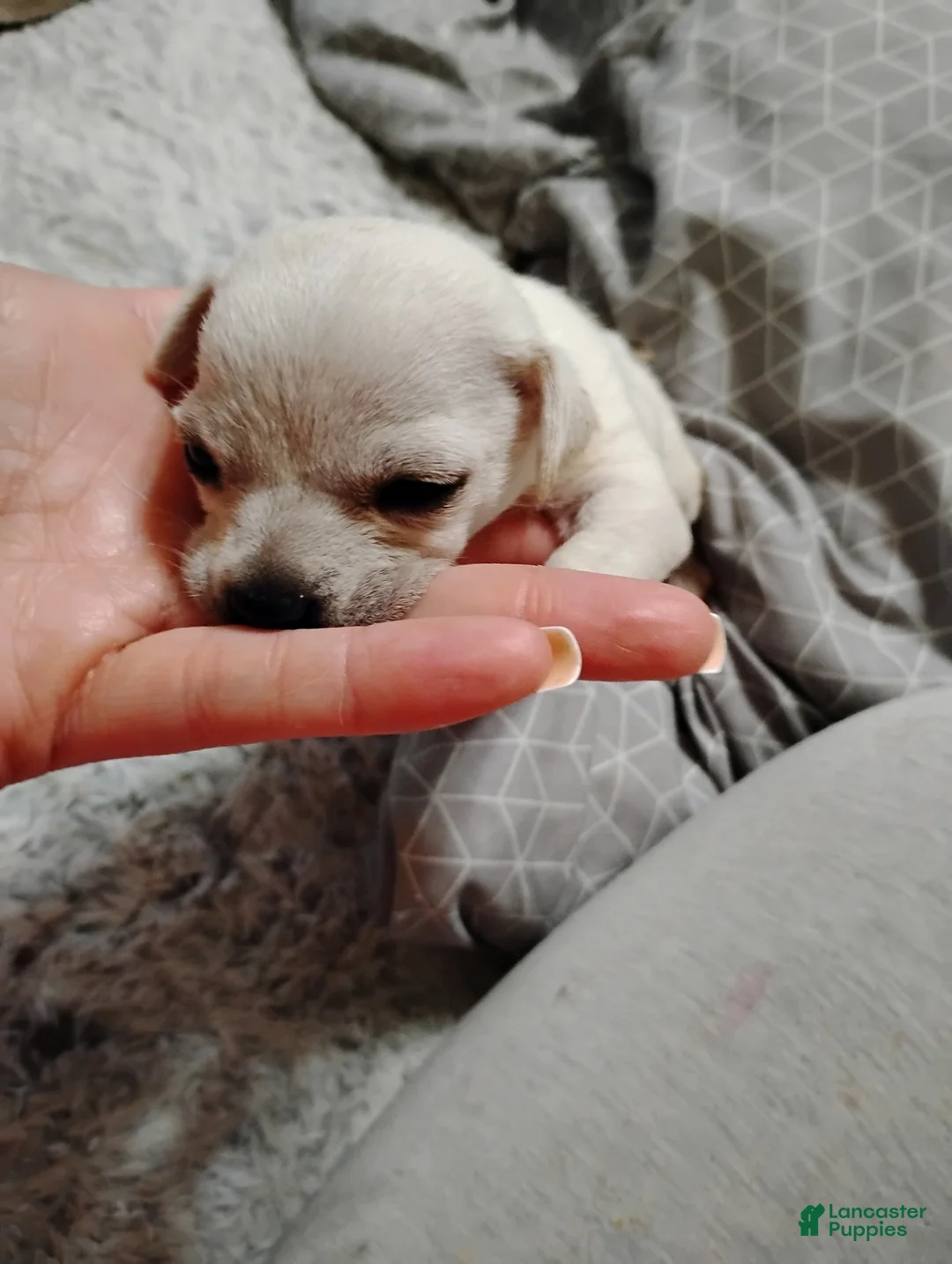 Chihuahua dogs for sale: Chihuahua Puppy 2 - Ad 1