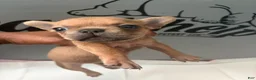 French Bulldog dogs for sale: French Bulldog 5 - Ad 2