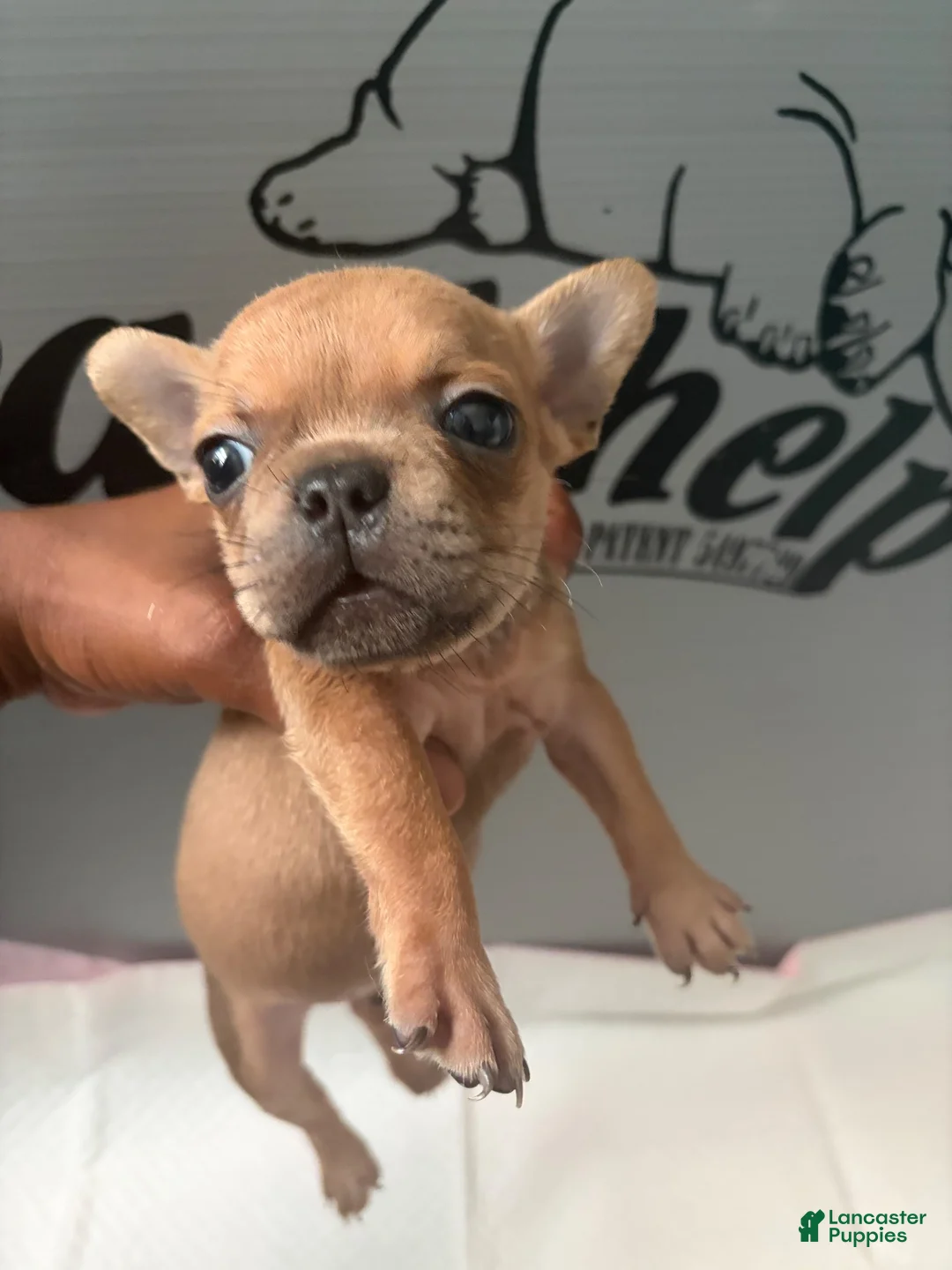 French Bulldog dogs for sale: French Bulldog 5 - Ad 2