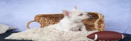 French Bulldog dogs for sale: 💕Jasmine  - Ad 24