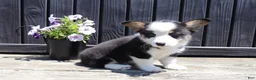 Welsh Corgi Pembroke dogs for sale: Roman - Ad 3